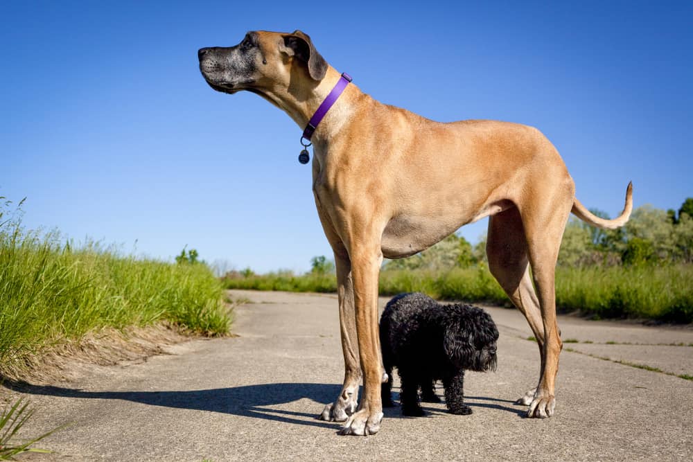 great dane standing over small dog