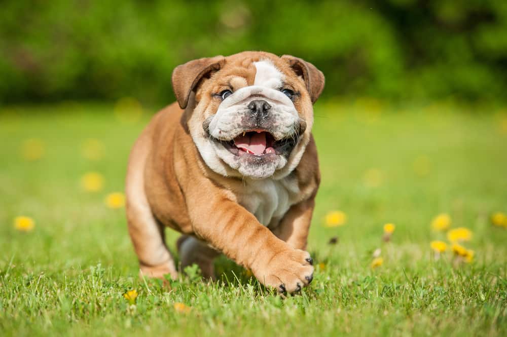 english bulldog puppy in the grass