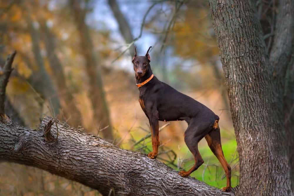 doberman pinscher standing in a tree