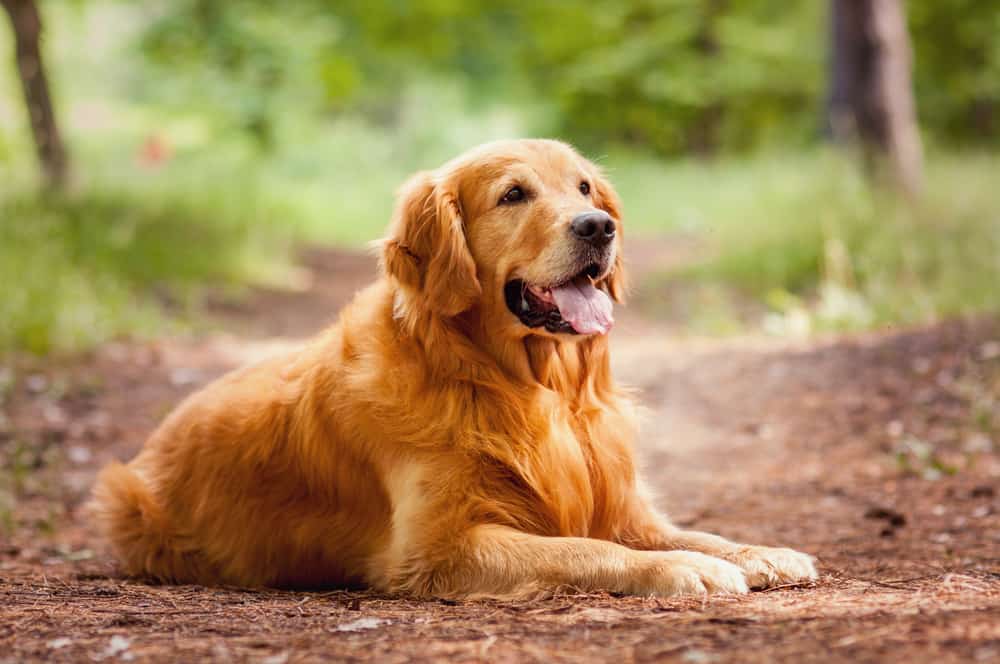 golden retriever resting in the woods