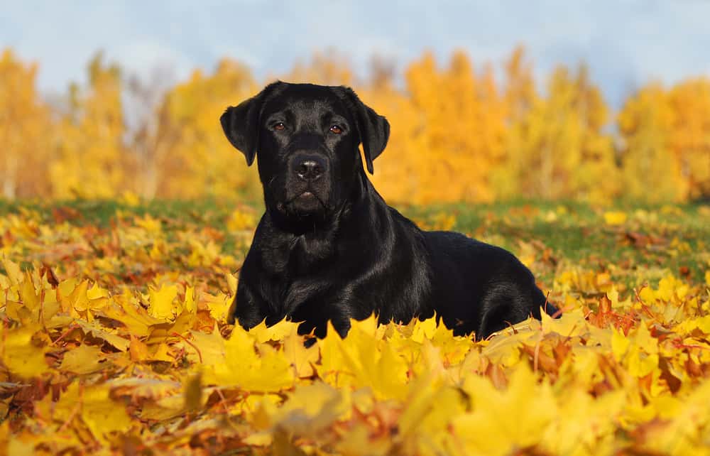 black labrador in a pile of leaves