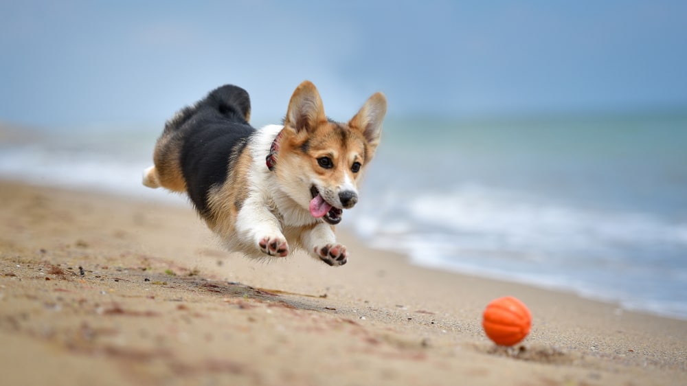 corgi playing catch on a beach