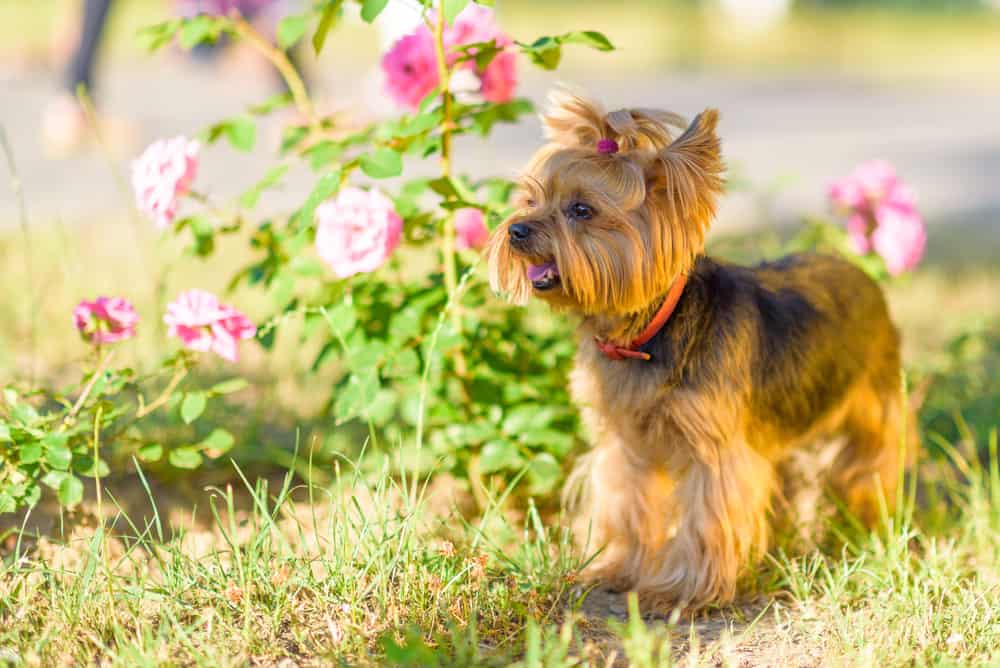 yorkshire terrier next to pink flowers