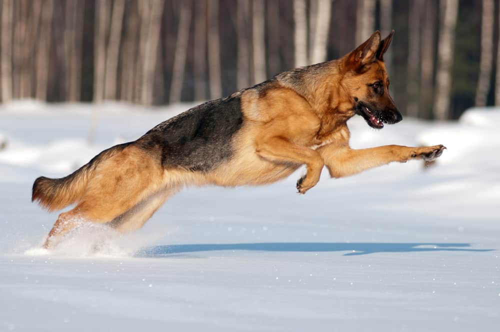 german shepherd leaping through the snow