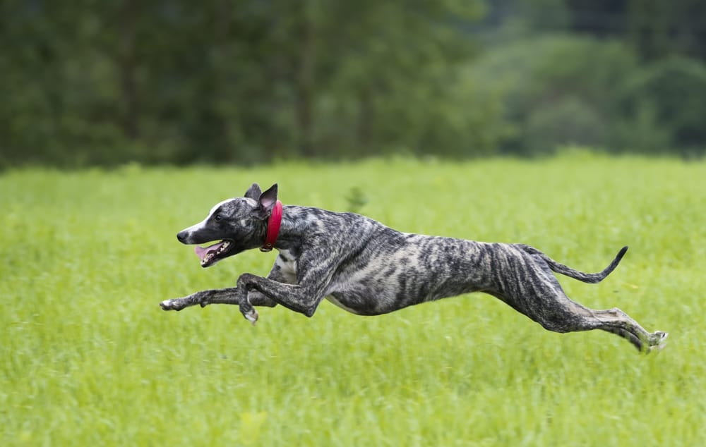 greyhound leaping through the grass