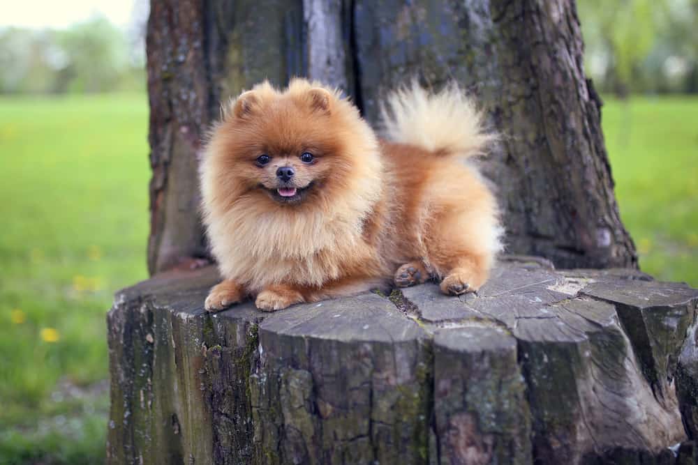 Pomeranian sitting atop a tree stump