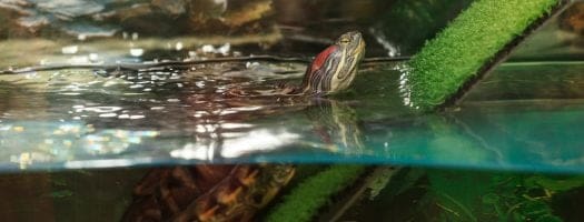 The 10 Best Filters for Turtle Tanks in 2024