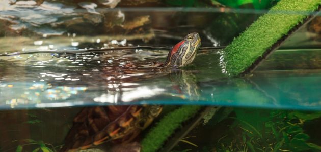 The 10 Best Filters for Turtle Tanks in 2025