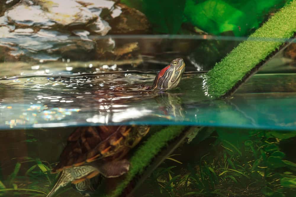 The 10 Best Filters for Turtle Tanks in 2024 PetMag