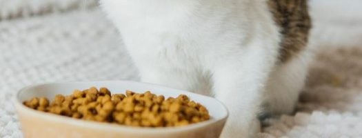 The 10 Best Grain-Free Cat Foods in 2022