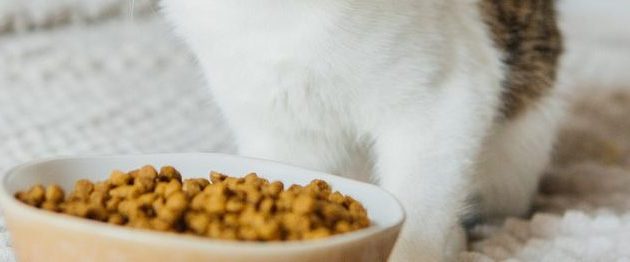 The 10 Best Grain-Free Cat Foods in 2023