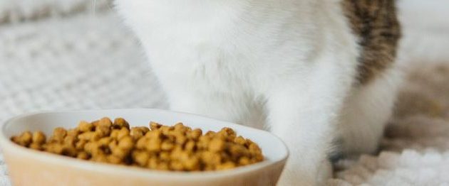 The 10 Best Grain-Free Cat Foods in 2024