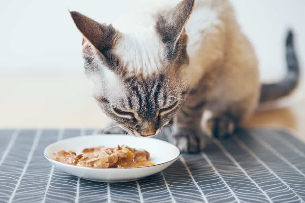 cat eating wet food