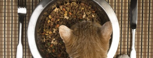 The 8 Best High Fiber Foods for Your Cat in 2022