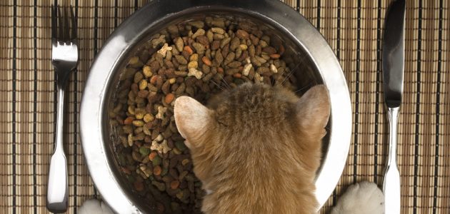 The 8 Best High Fiber Foods for Your Cat in 2024