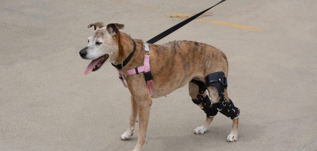 The 10 Best Knee Braces for Dogs in 2021