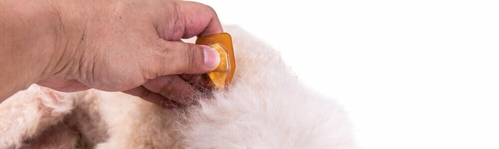 Dog Safety Peppermint Oil & Other Toxic Essential Oils PetMag