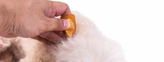 Dog Safety: Peppermint Oil & Other Toxic Essential Oils