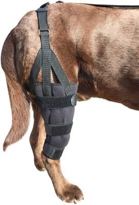 Labra Dog Knee Stifle Brace Wrap