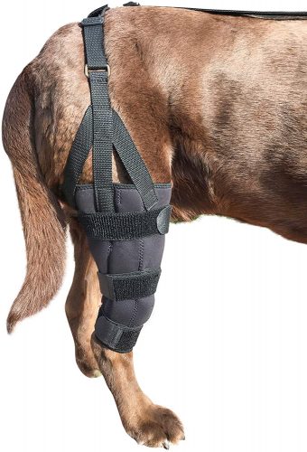 The 10 Best Knee Braces for Dogs in 2022 - PetMag