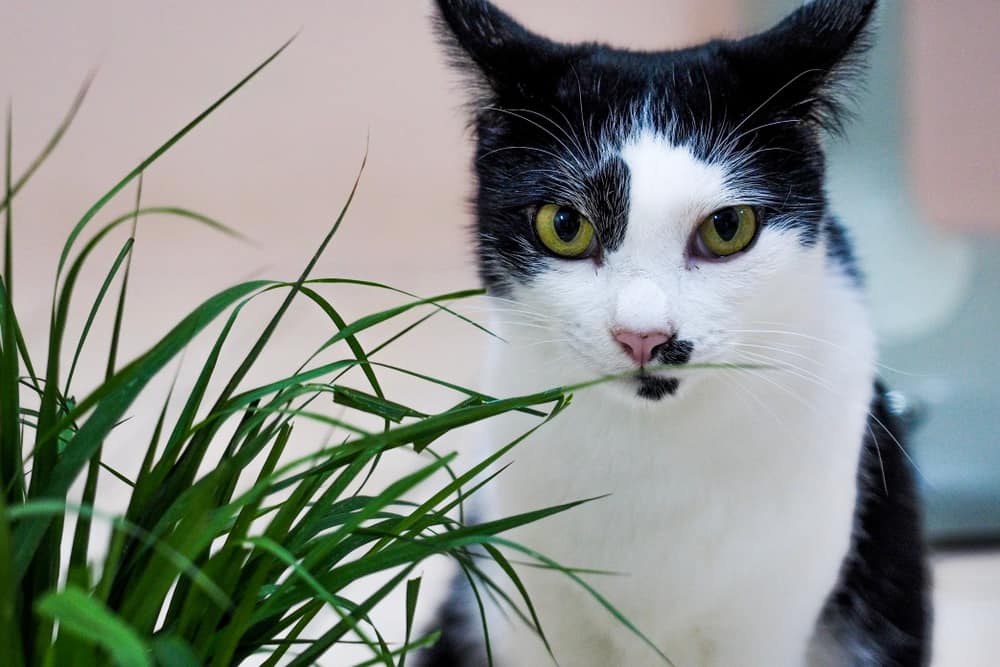 kitty eating grass