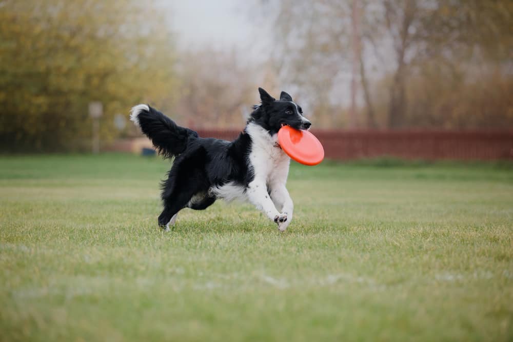 border collie catching frisbee