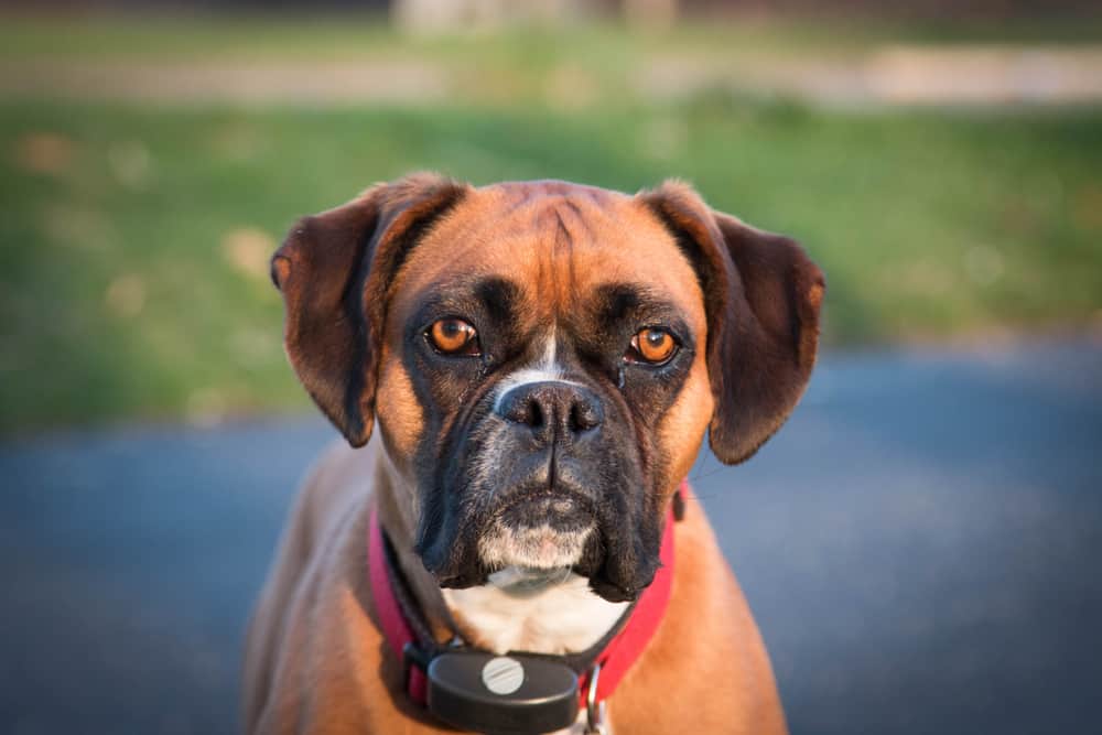 A boxer with a shock collar on