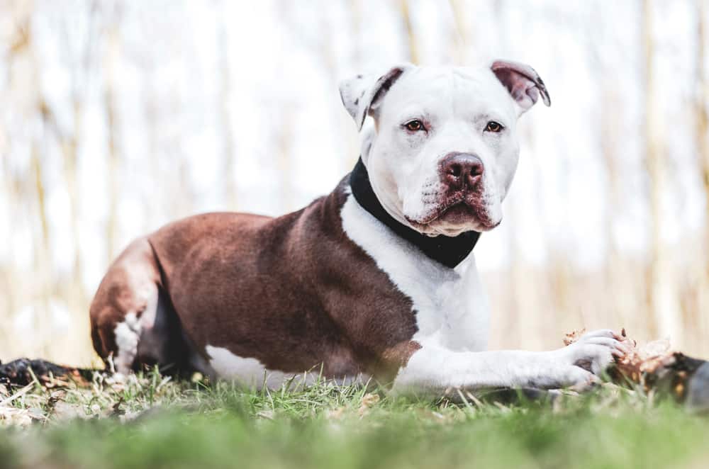 American Pitbull terrier outside