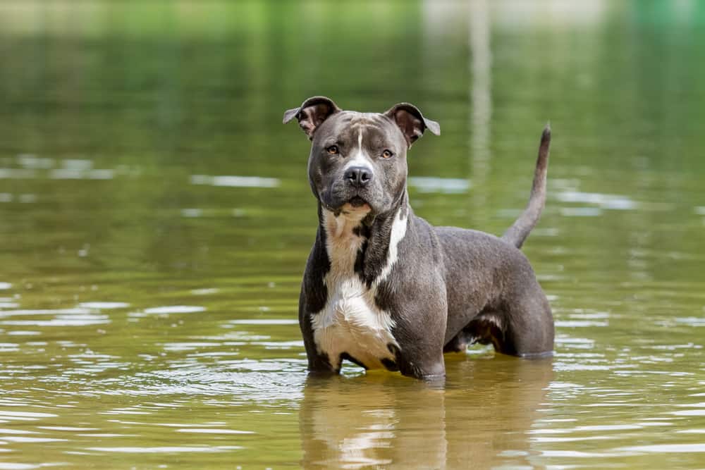 American Staffordshire Terrier in water