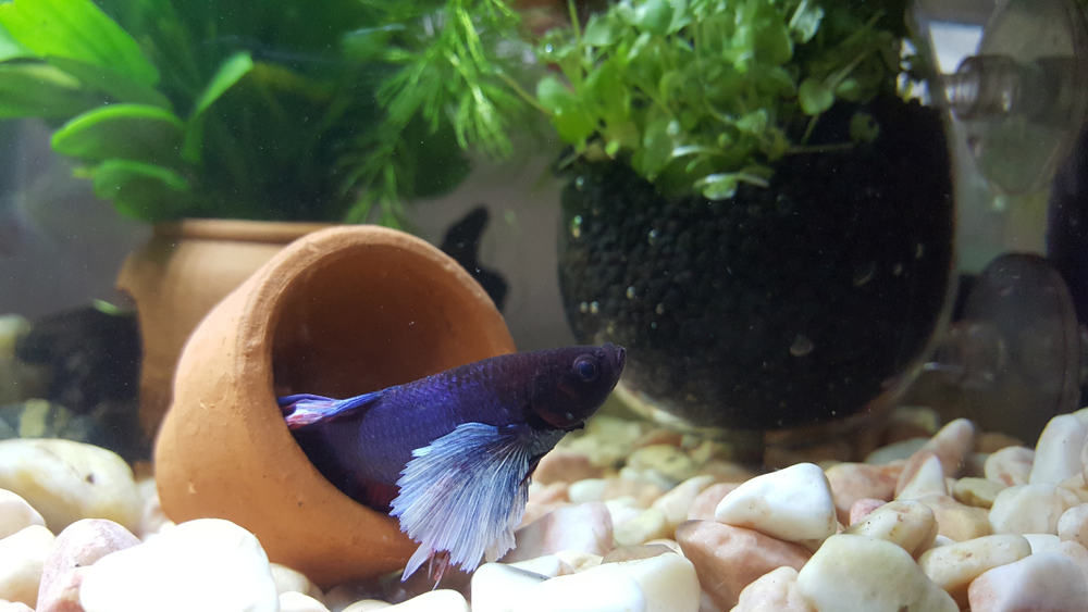 betta fish exploring