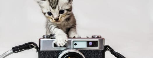 The 7 Best Cat Collar Cameras to Buy in 2023