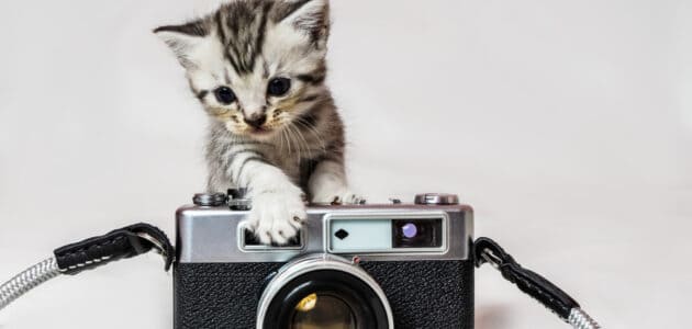 The 7 Best Cat Collar Cameras to Buy in 2024
