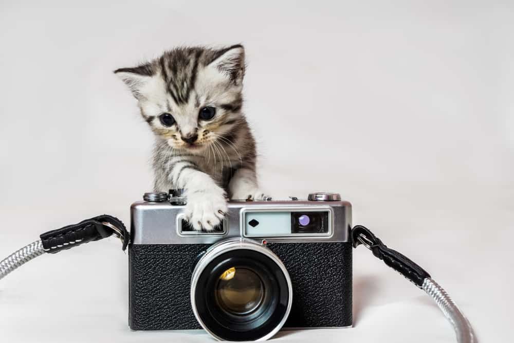 The 7 Best Cat Collar Cameras to Buy in 2024 PetMag