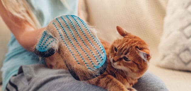 The 10 Best Cat Grooming Gloves to Buy in 2024