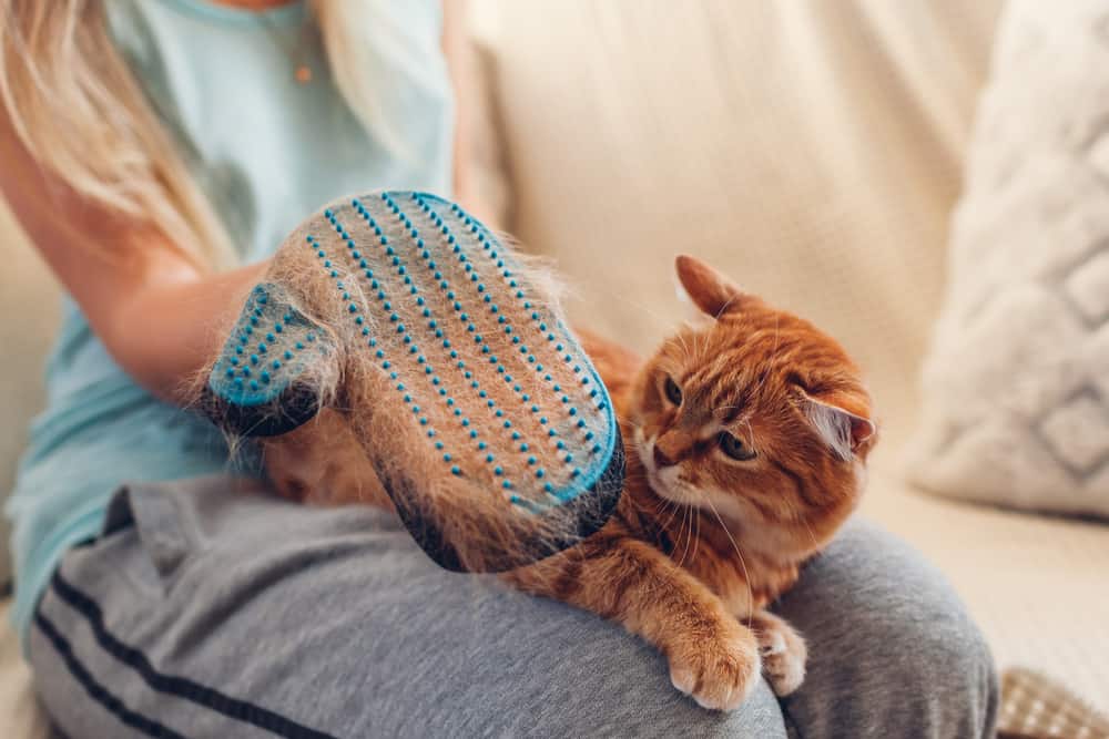 The 10 Best Cat Grooming Gloves to Buy in 2022 PetMag