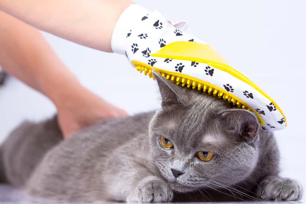 grey cat being brushed by a grooming glove