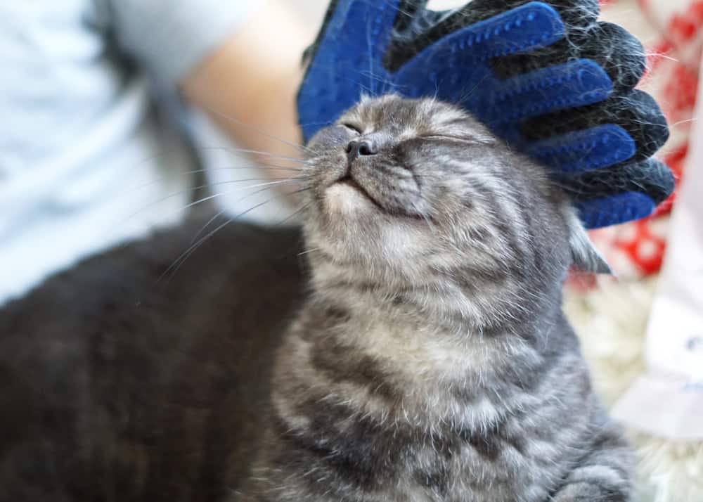 happy cat being groomed with a glove