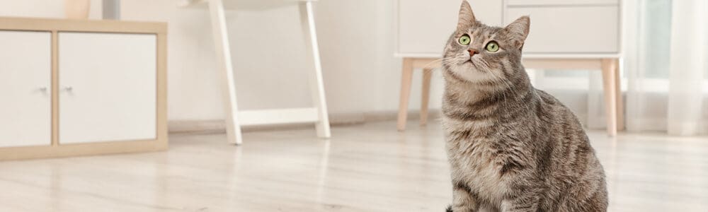 The 10 Best Cat Litter Boxes in 2023 - PetMag