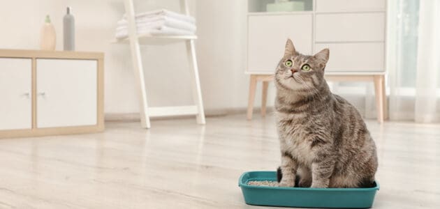 The 10 Best Cat Litter Boxes to Buy in 2024