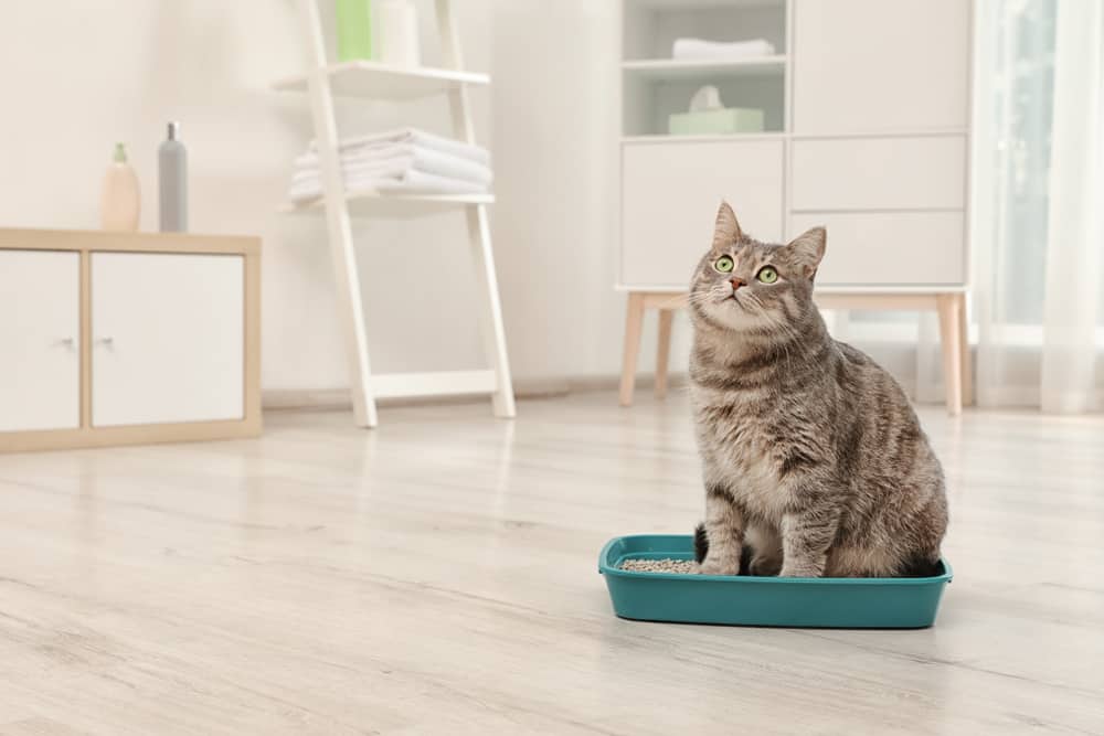 The 10 Best Cat Litter Boxes in 2024 PetMag