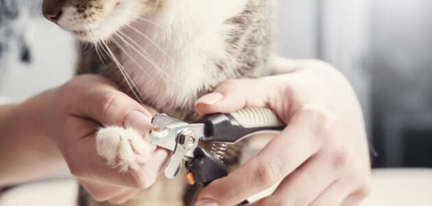 The 10 Best Cat Nail Clippers to Buy in 2023