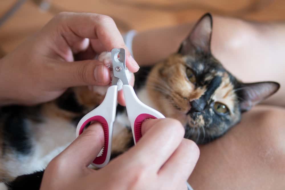cat getting its nails clipped