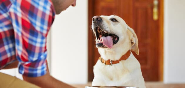 The 10 Best Dehydrated Dog Foods in 2023