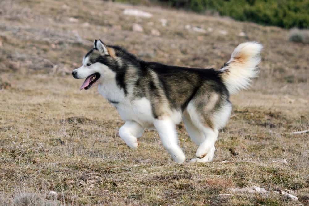 alaskan malamute running in field