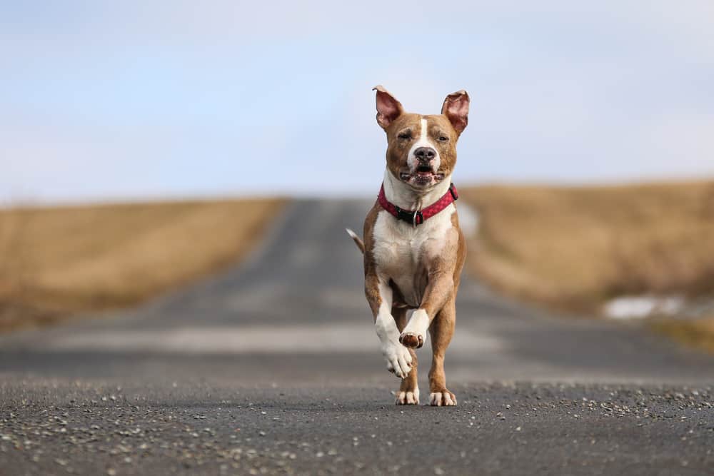 american staffordshire terrier running on road