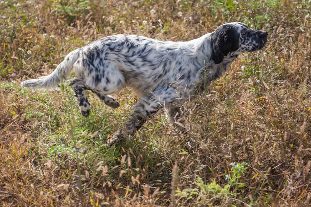 english setter running across a field