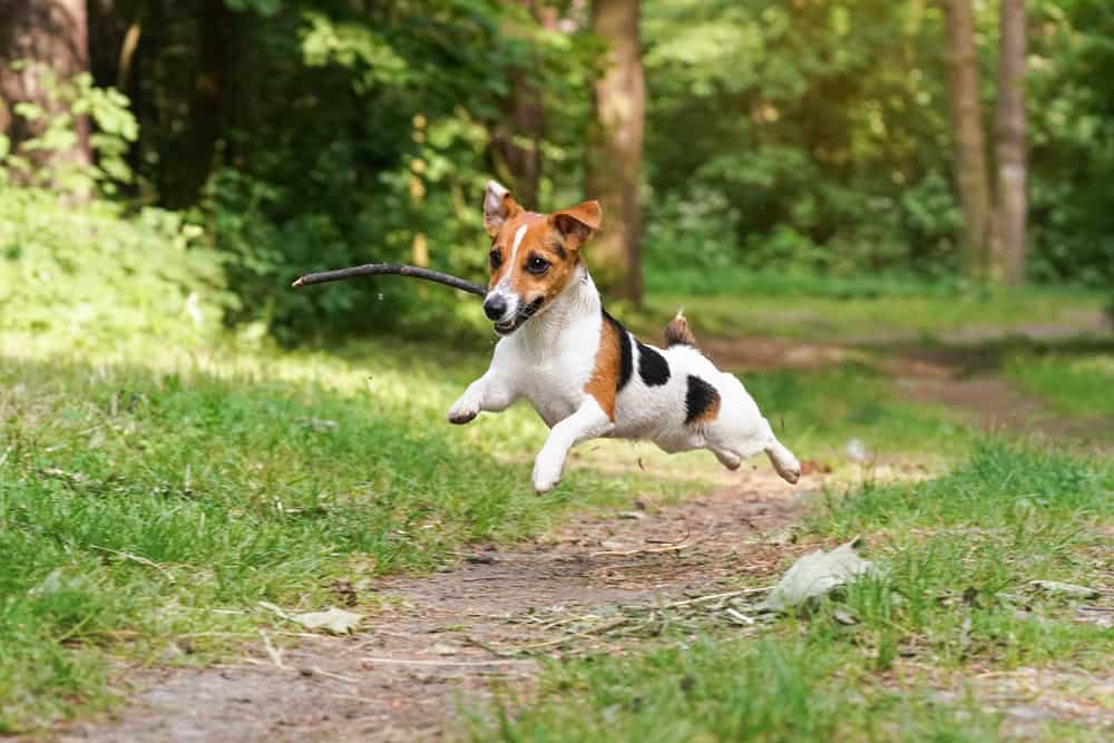 jack russell running with stick in mouth