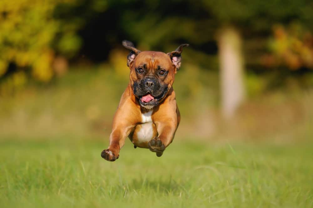 boxer running in field