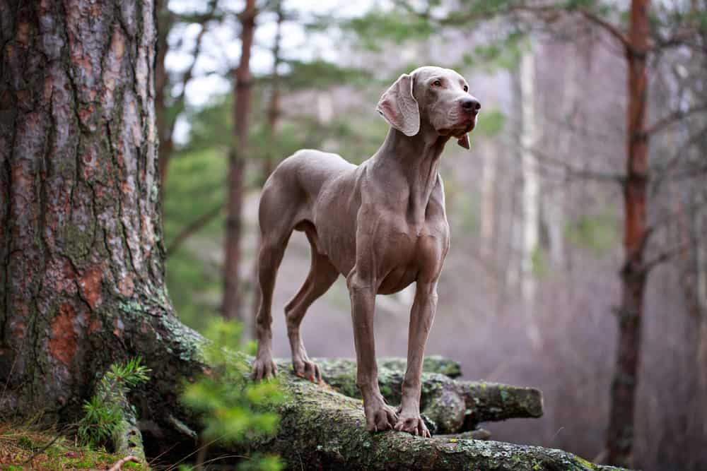 weimaraner in forest