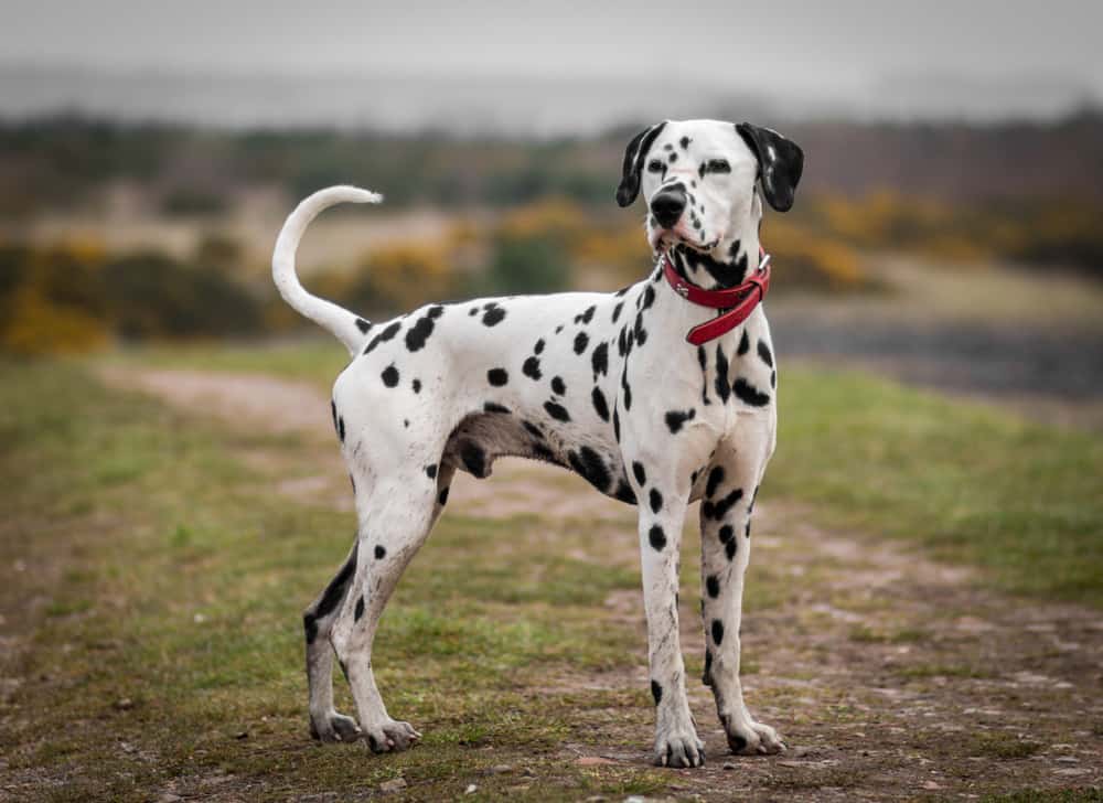 dalmatian standing tall